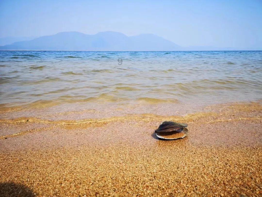 逃离水虎鱼湖